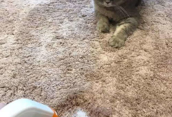 训猫视频在线观看,跟随热门视频学习高效养宠技巧